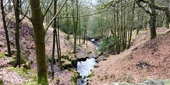 Forest School